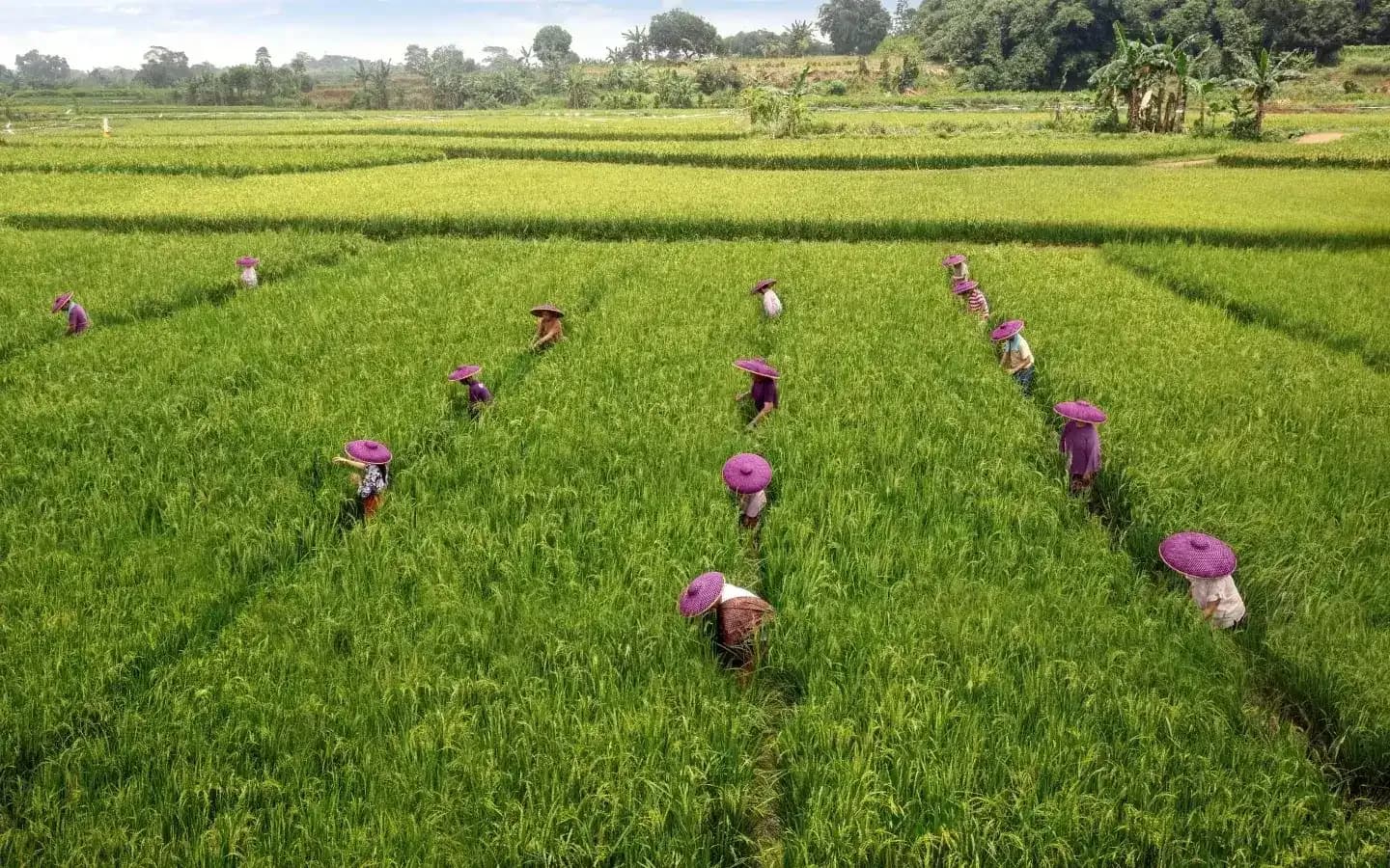 Ekosistem usaha akar rumput